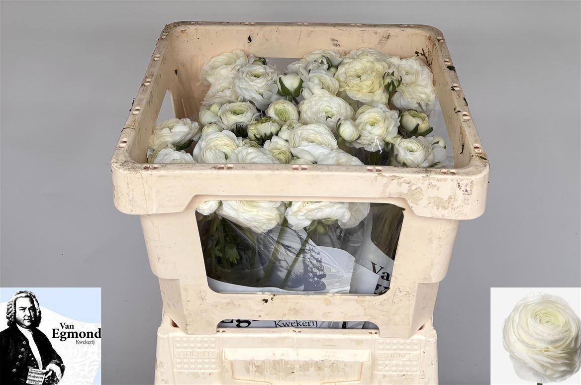 Ranunculus Elegance White 40cm 20gr.