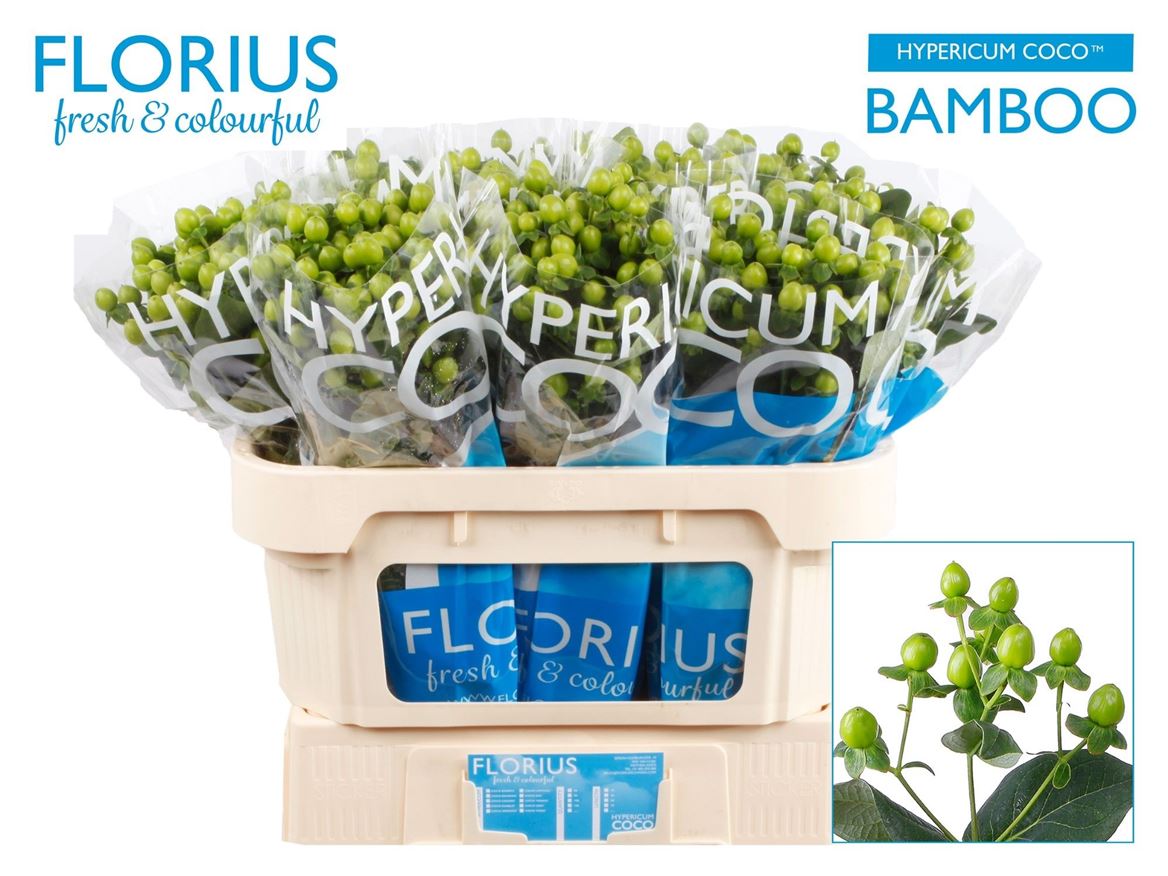 Hypericum Coco Bamboo 70cm