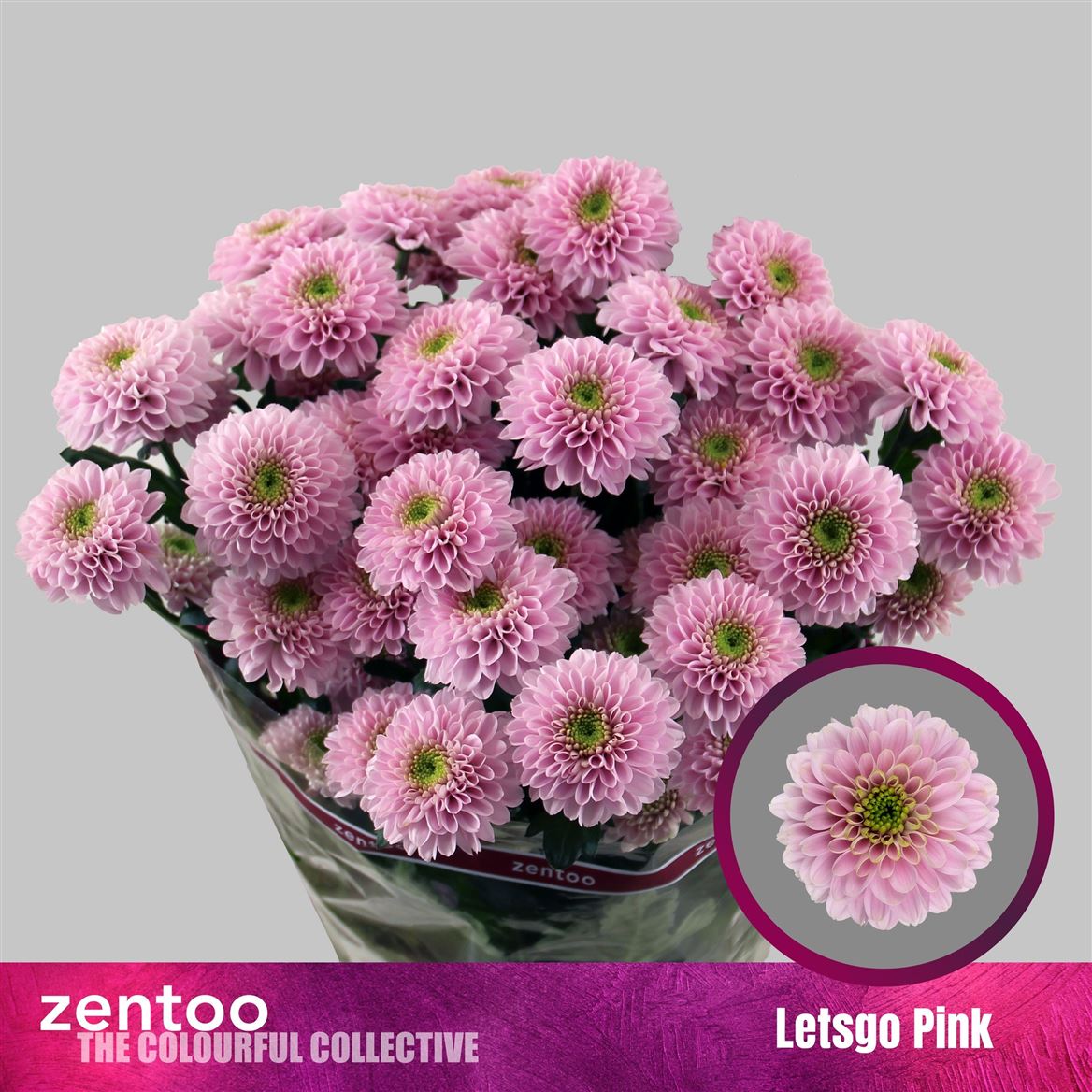 Chrysanth Spray Letsgo Pink 65cm 75gr.