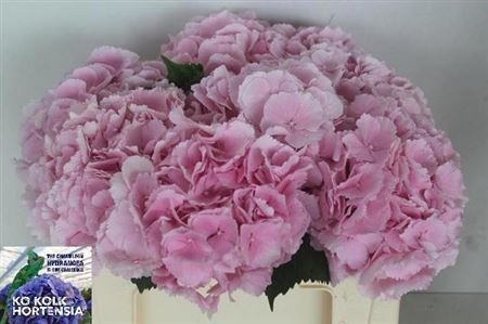 Hydrangea Verena 50cm 16-18cm Hd