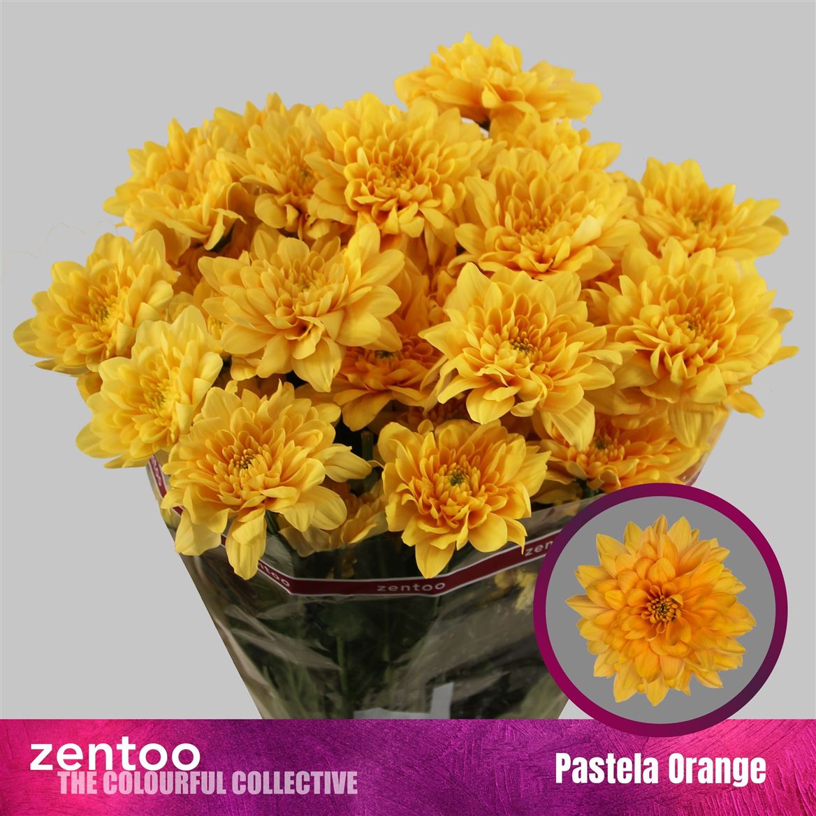 Chrysanth Spray Pastela Orange 70cm 125gr.