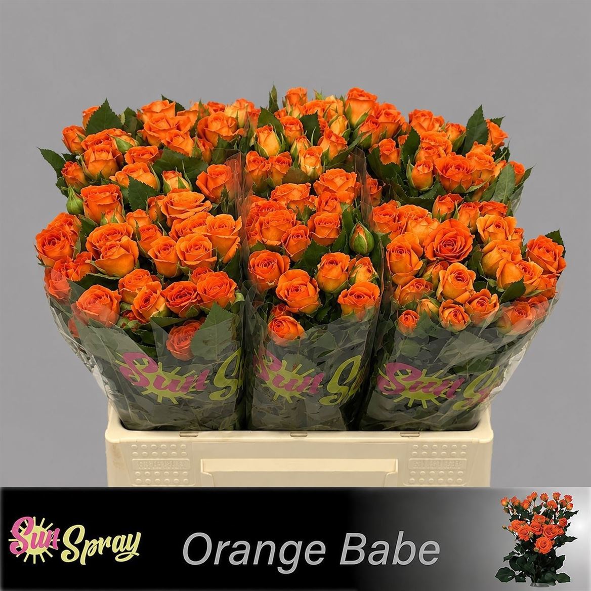 Rosa Spray Babe 40cm 3+