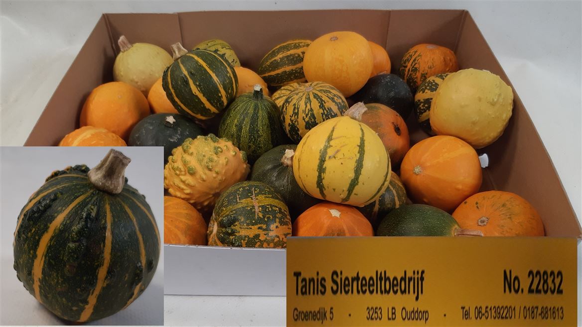 Cucurbita Pepo Mix 6cm