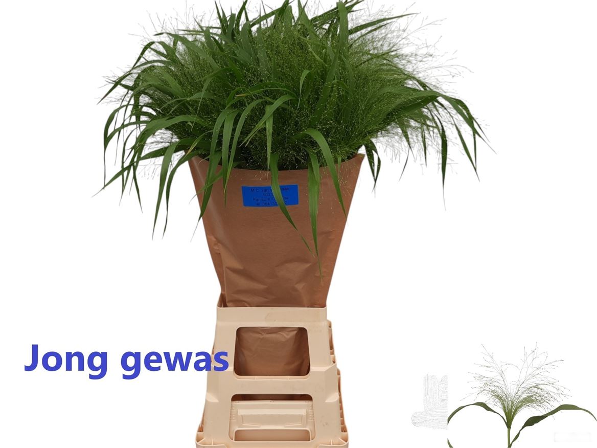 Panicum Fontaine 80cm