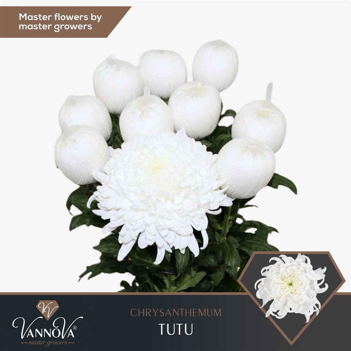 Chrysanth Single Tutu 70cm 110gr.