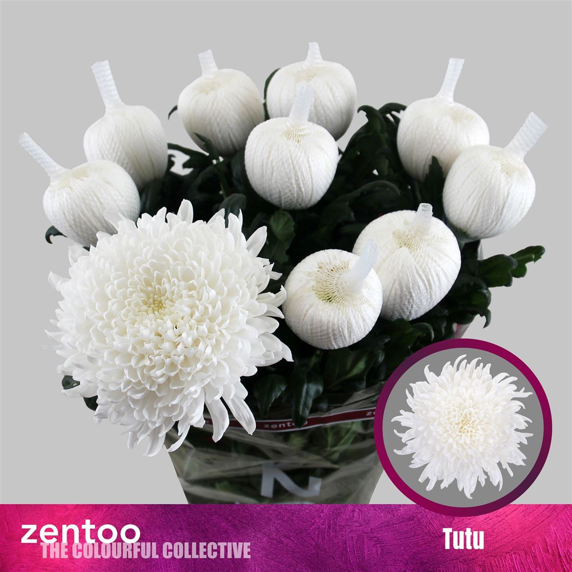 Chrysanth Single Tutu 70cm 100gr.