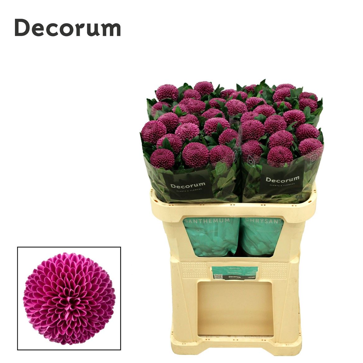 Chrysanth Single Roxo 70cm 75gr.