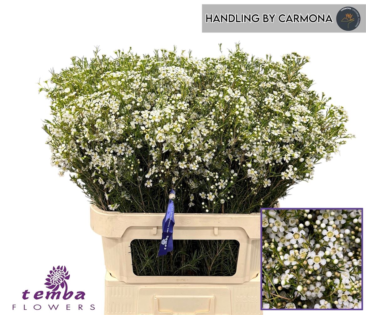Chamelaucium Ofir 80cm 90gr.