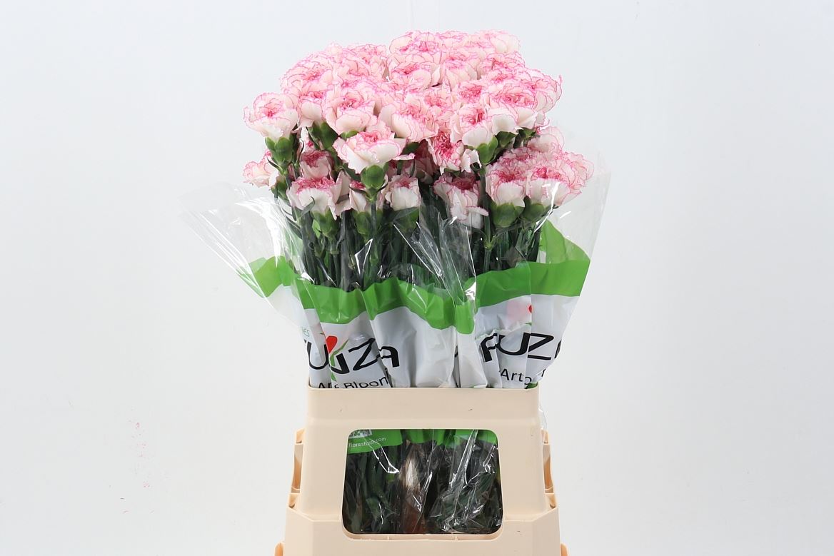 Dianthus Single Pastel Damascus 70cm