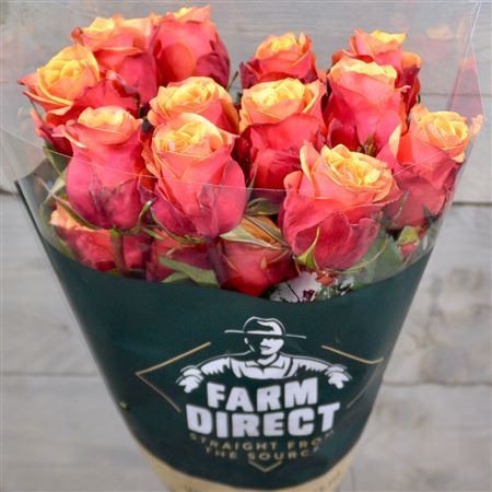 Rosa Cherry Brandy 60cm
