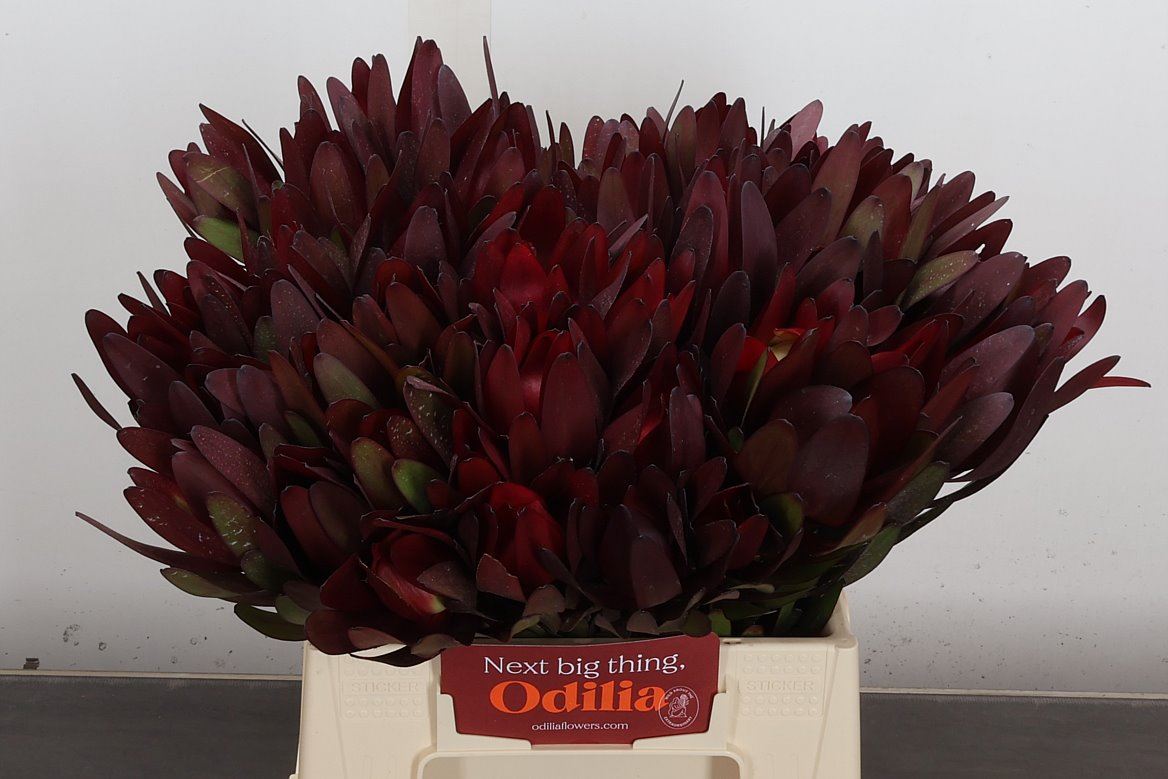 Leucadendron Safari Sunset 40cm