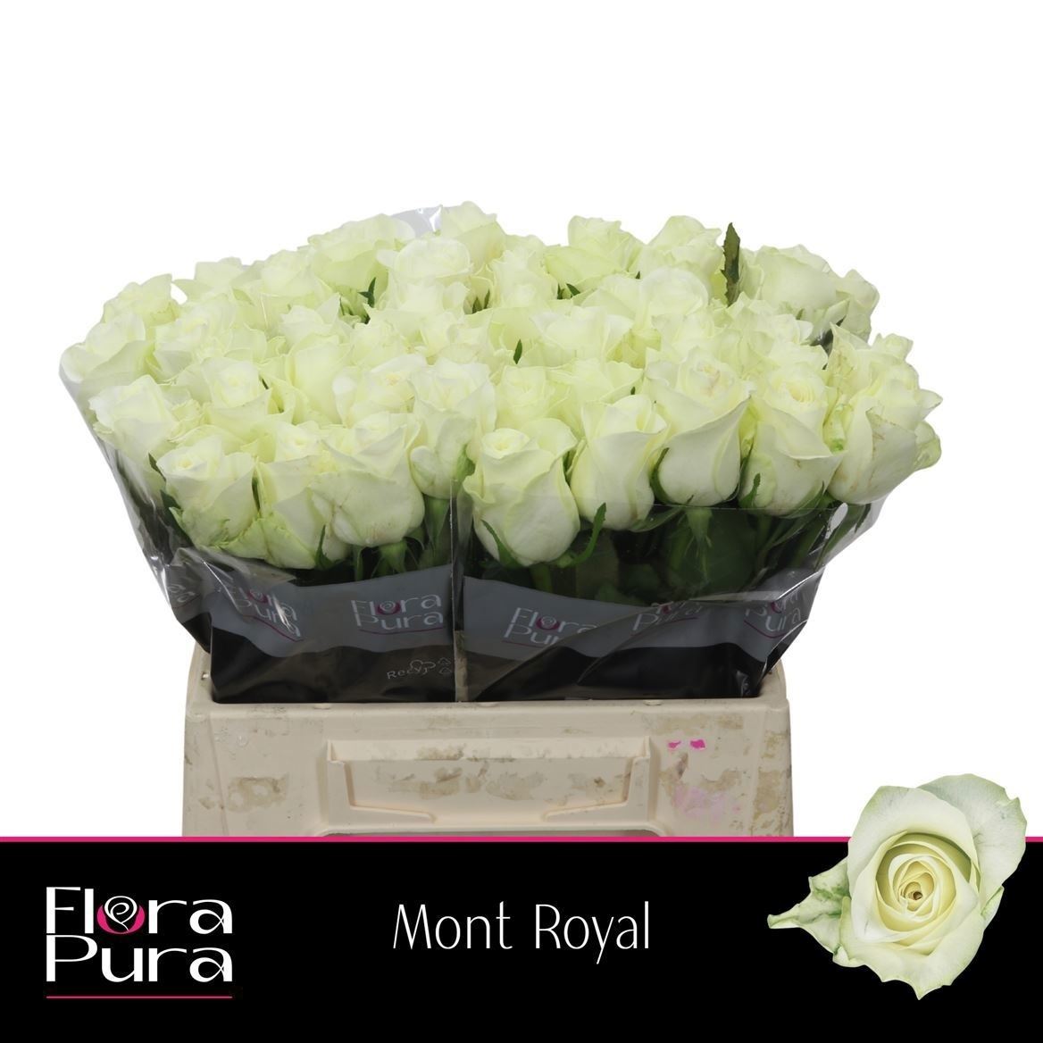 Rosa Mont Royal 40cm
