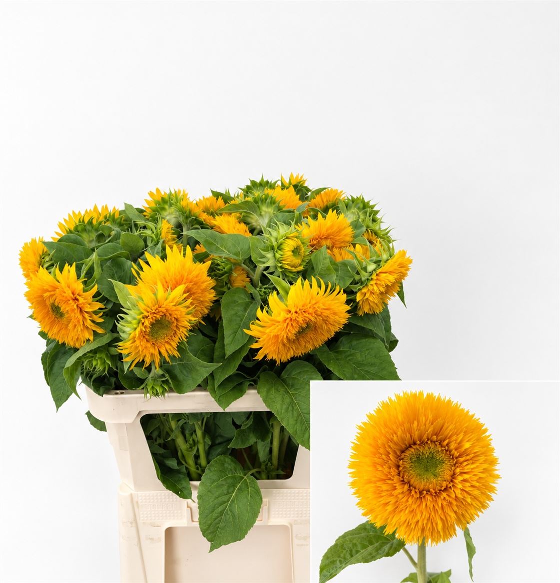 Helianthus Teddy Bear 80cm