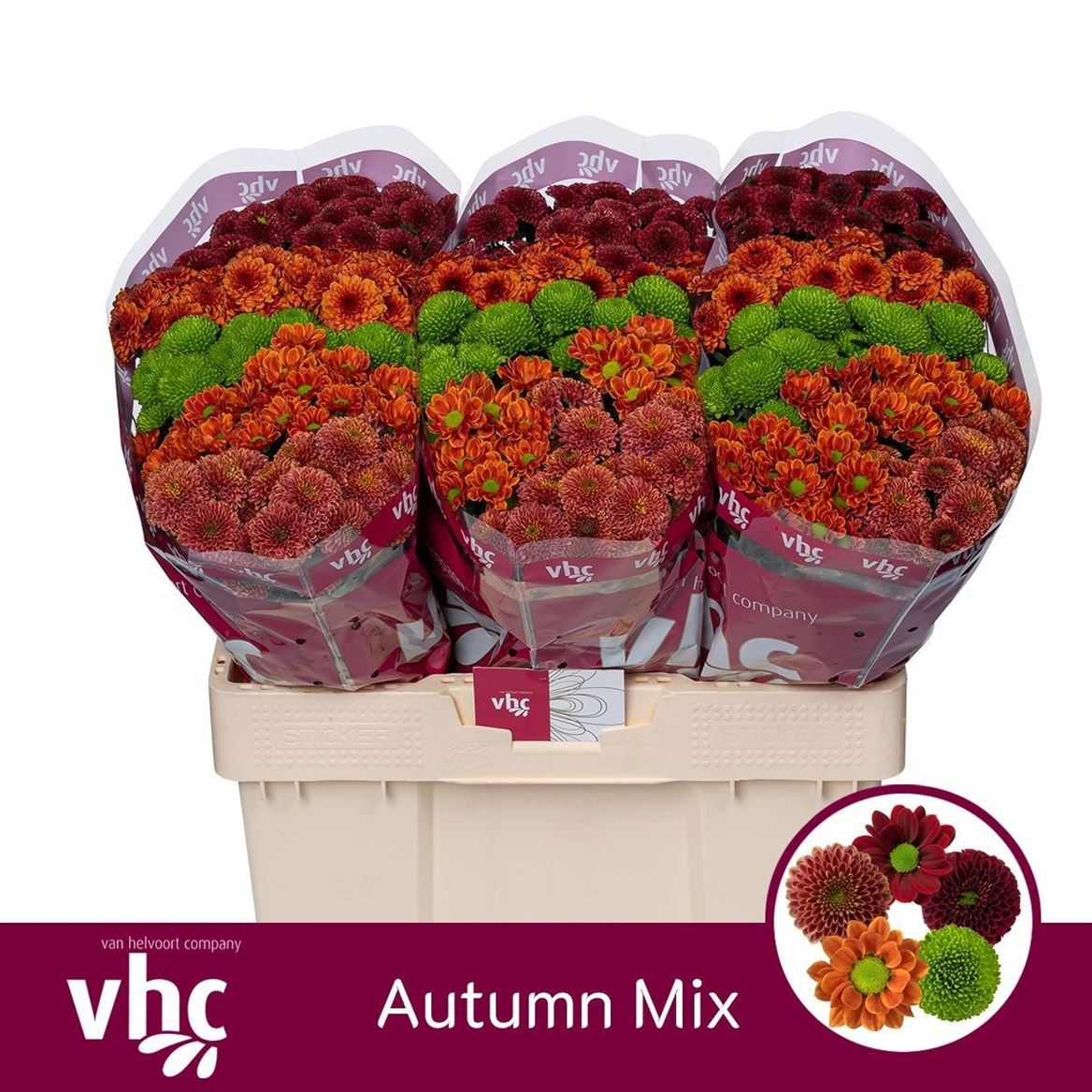 Chrysanth Santini Mix 55cm 44gr.