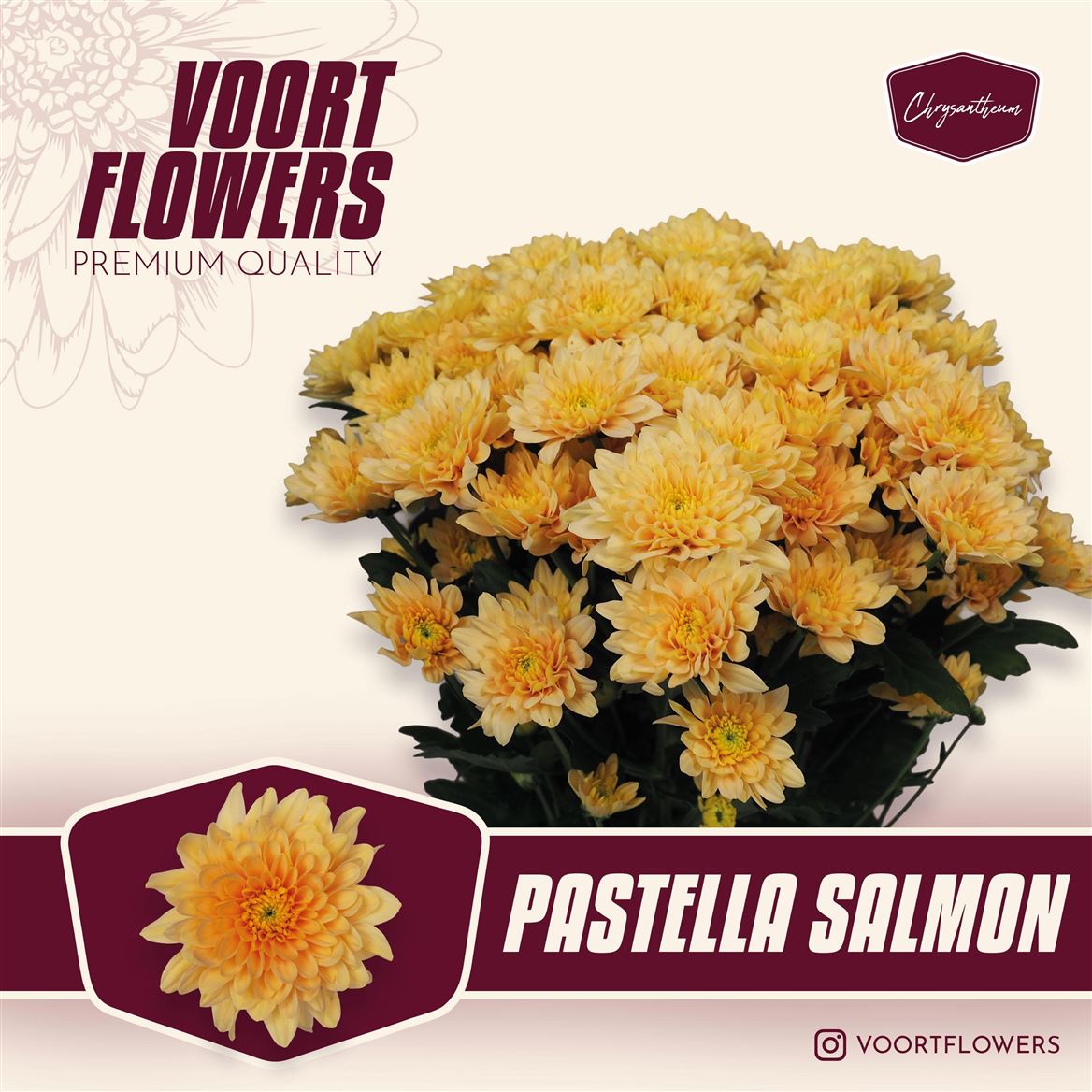 Chrysanth Spray Pastela Salmon 70cm 80gr.