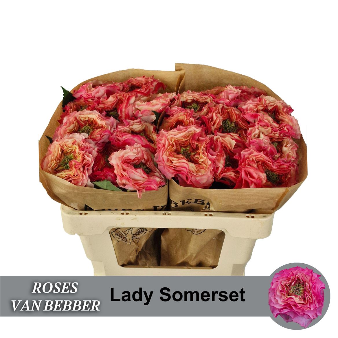 Rosa Lady Somerset 50cm