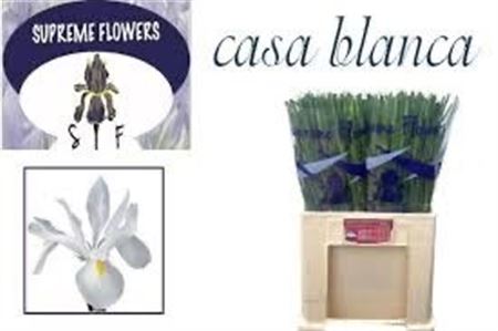 Iris Casablanca 64cm 50gr.