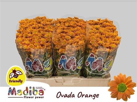Chrysanth Santini Madiba Ovada Orange 55cm 40gr.