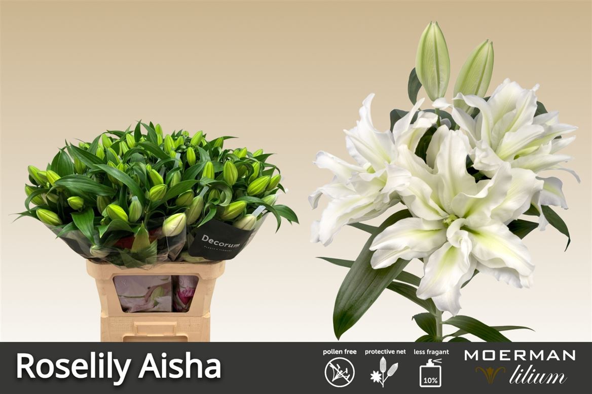 Lily Oriental Double Roselily Aisha 85cm 4+