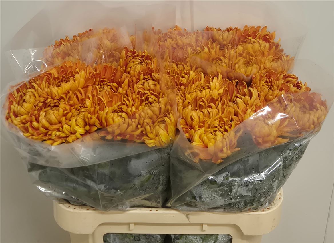 Chrysanth Single Astro 75cm 65gr.