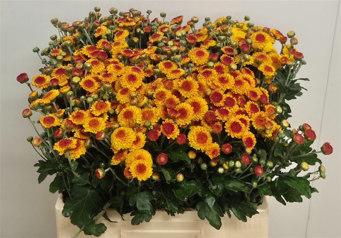 Chrysanth Spray Bright Eye 60cm 60gr.