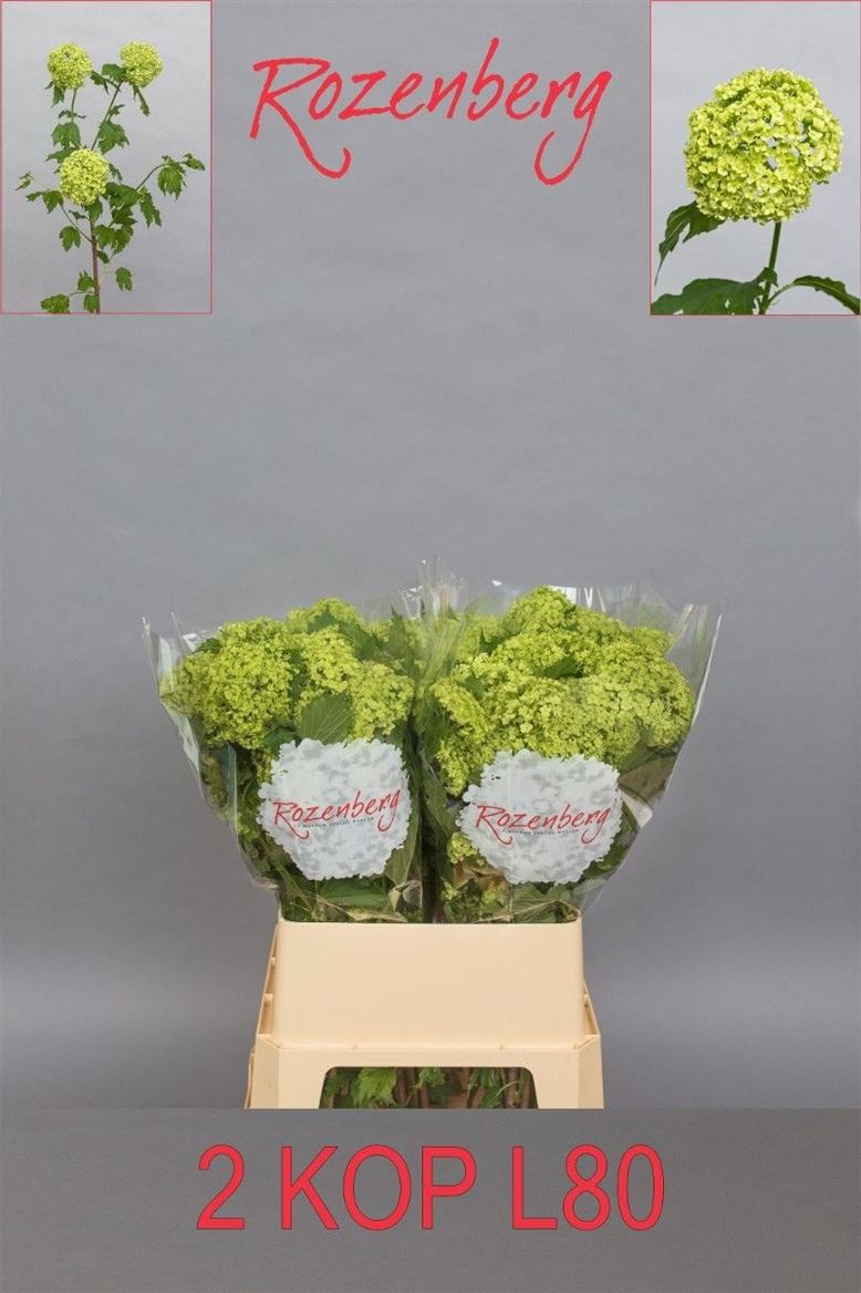 Viburnum Opulus Roseum 80cm 2-hd