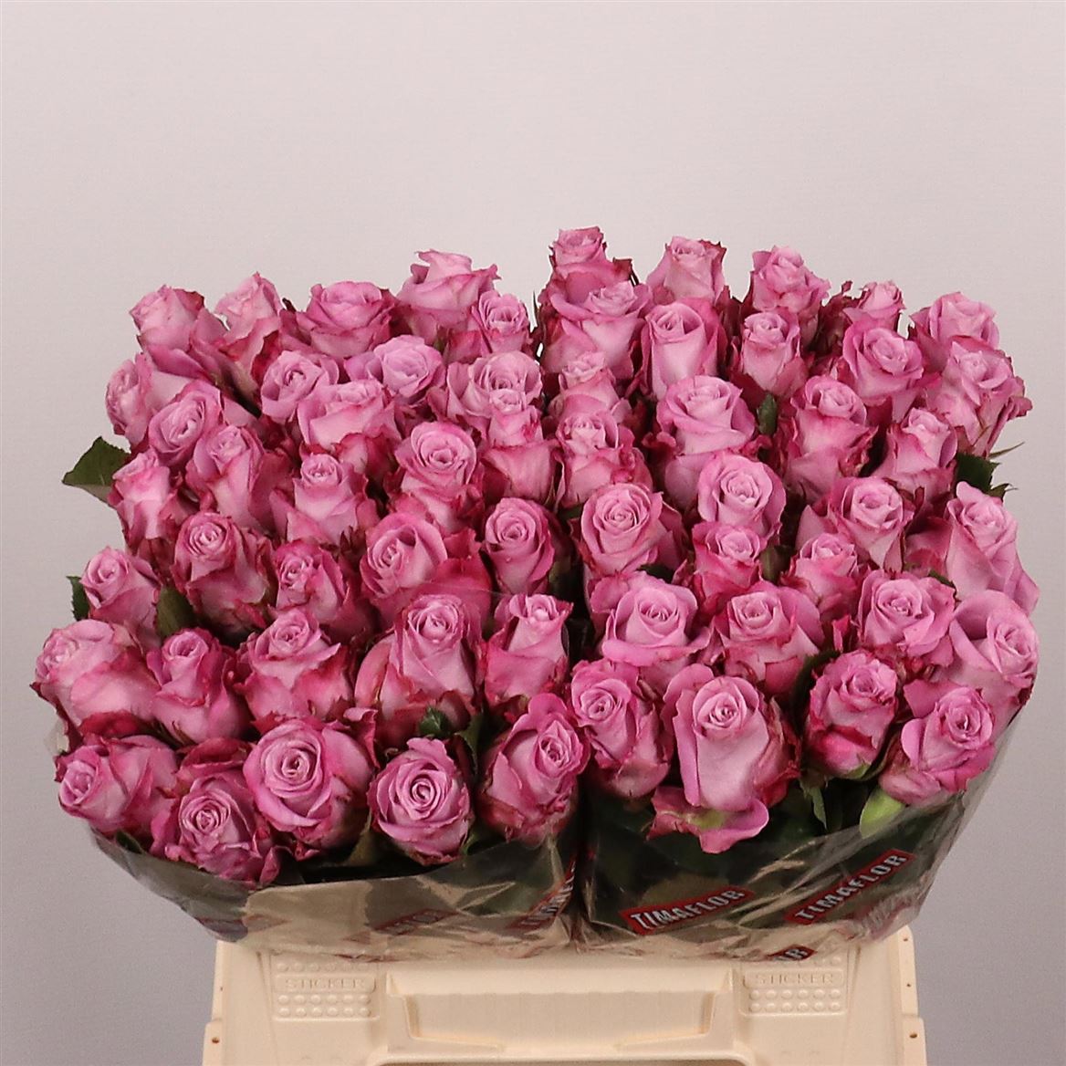 Rosa Maritim 40cm
