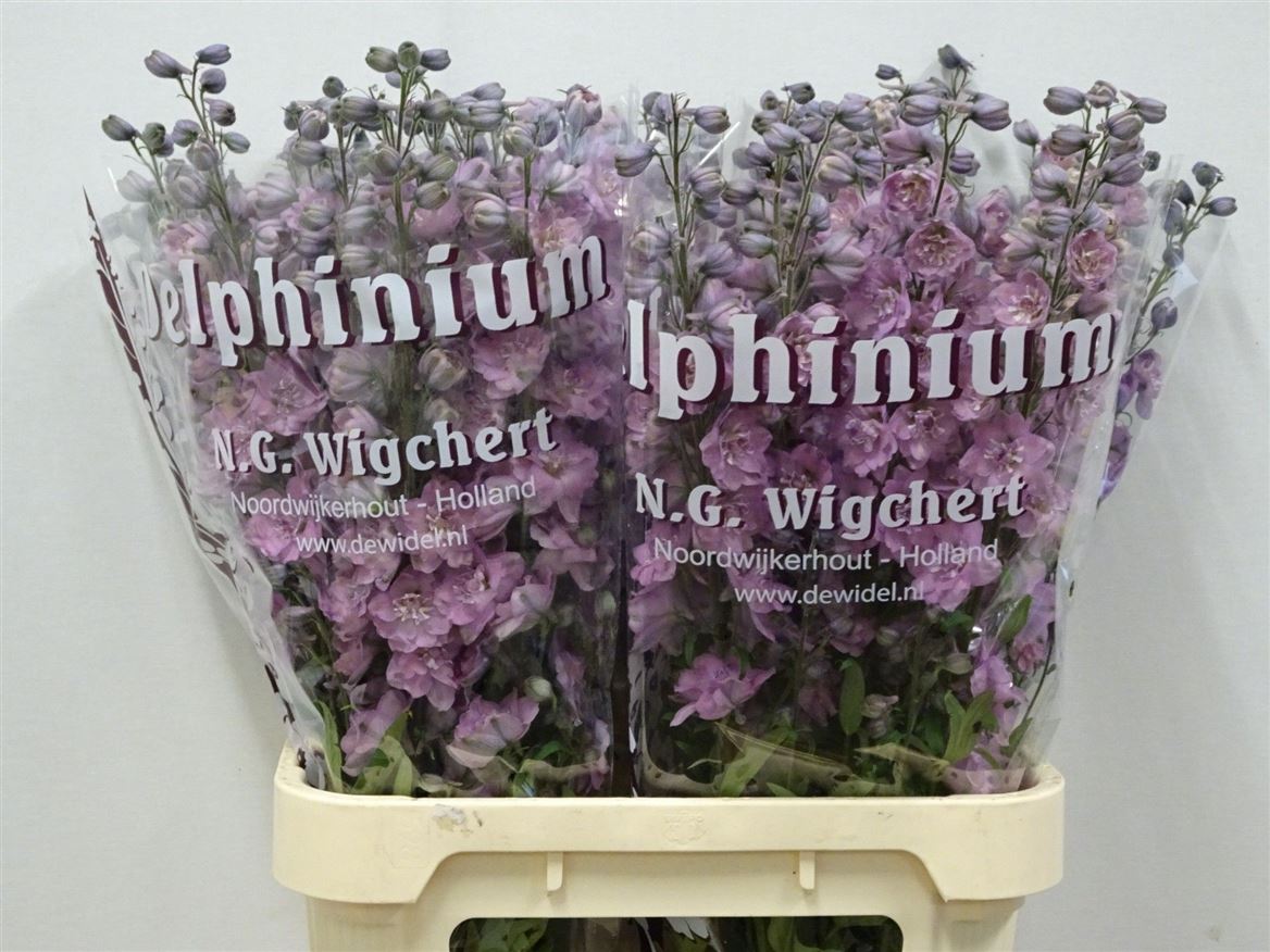 Delphinium Double Dewi Melody 90cm