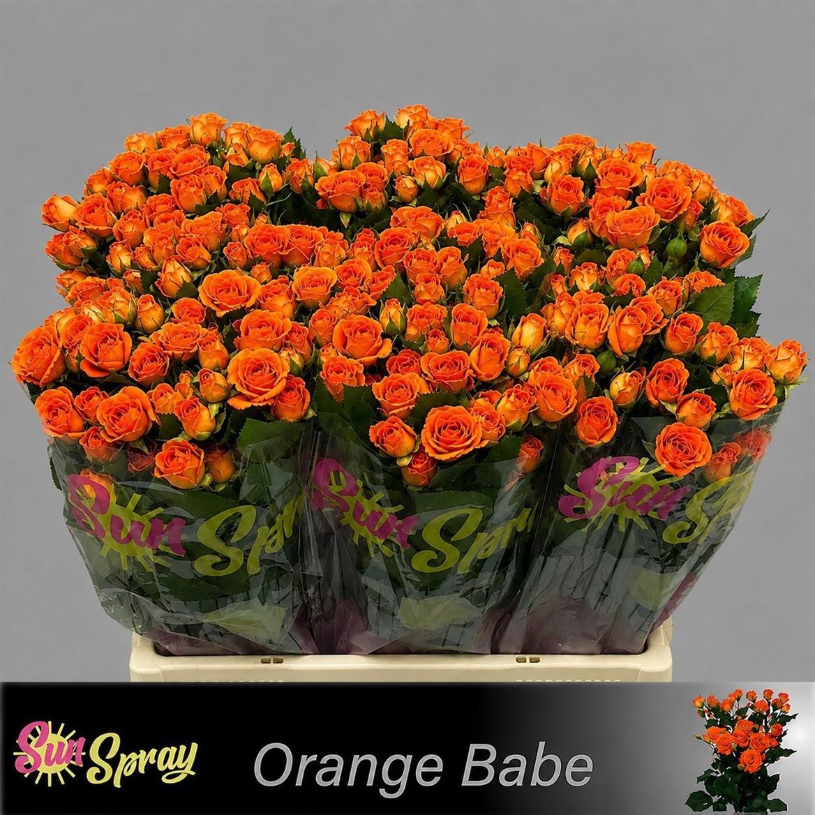 Rosa Spray Babe 60cm 5+