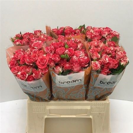 Rosa Spray Fireworks 40cm 4+