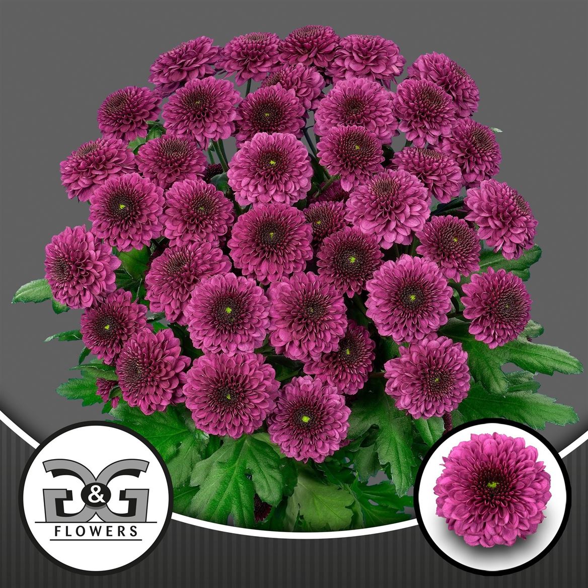 Chrysanth Spray Pomavera 70cm 80gr.