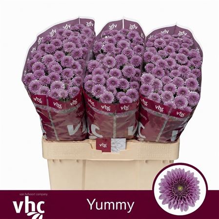 Chrysanth Santini Yummy 55cm