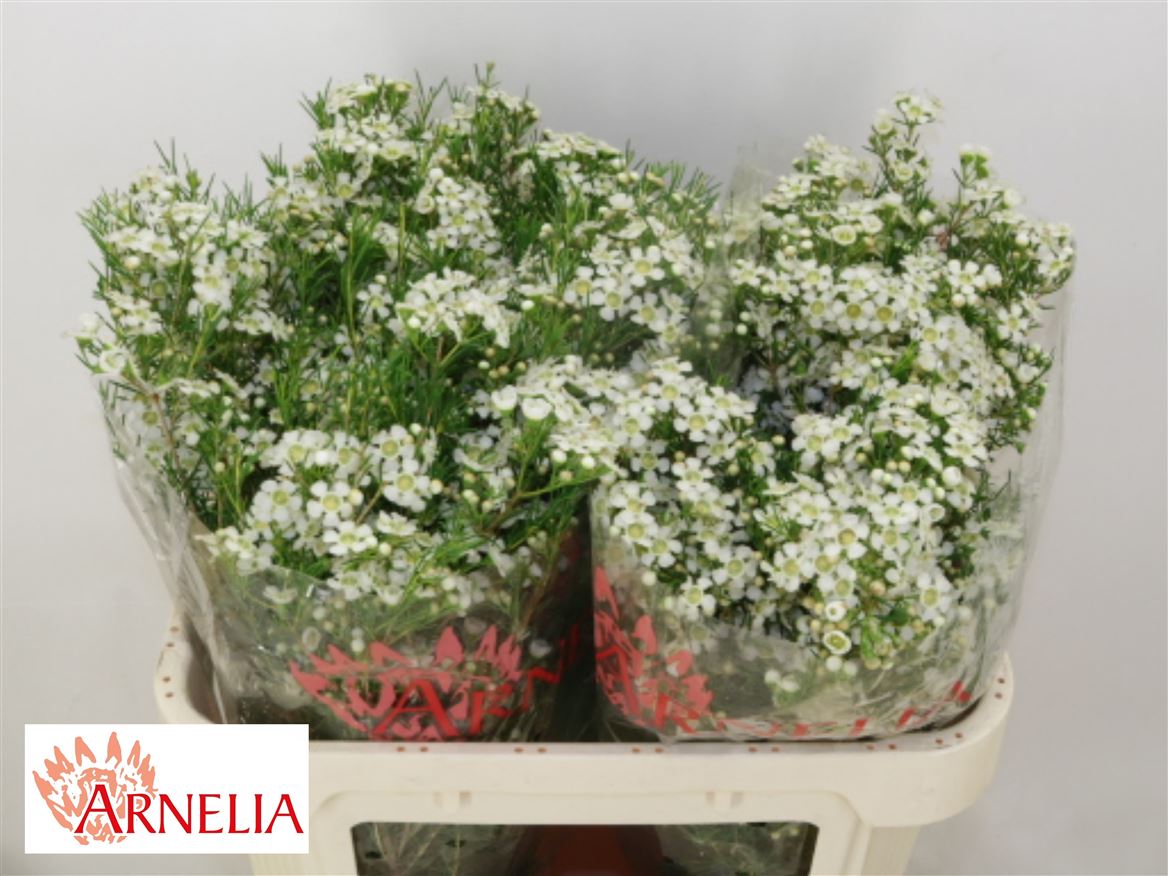 Chamelaucium Ofir 70cm 45gr.