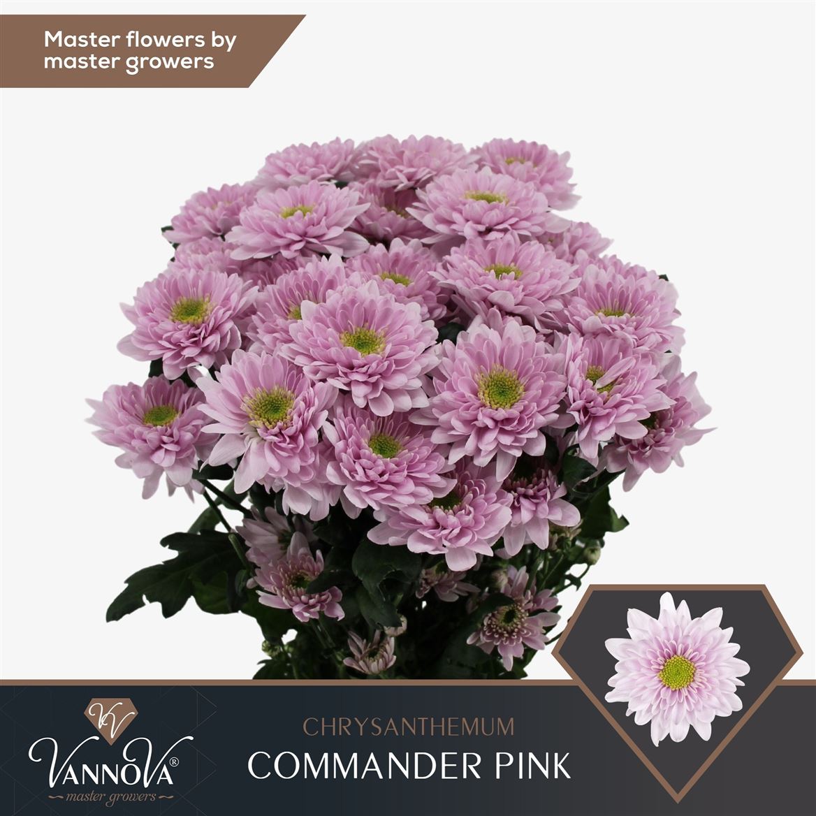 Chrysanth Spray Commander Pink 70cm 85gr.