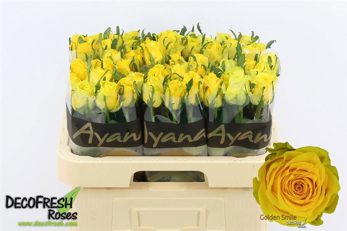 Rosa Golden Smile 60cm
