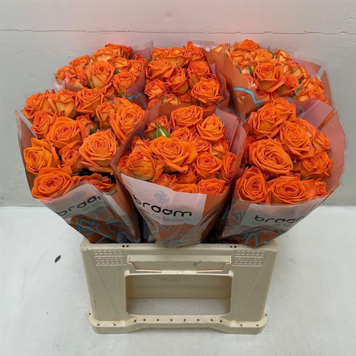 Rosa Spray Orange Dimension 40cm 4+