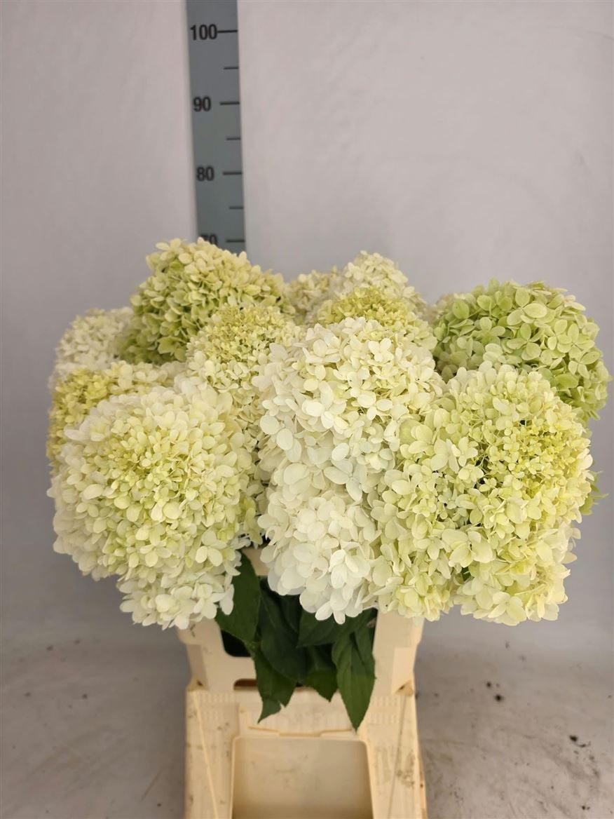 Hydrangea Limelight 70cm 11-13cm Hd