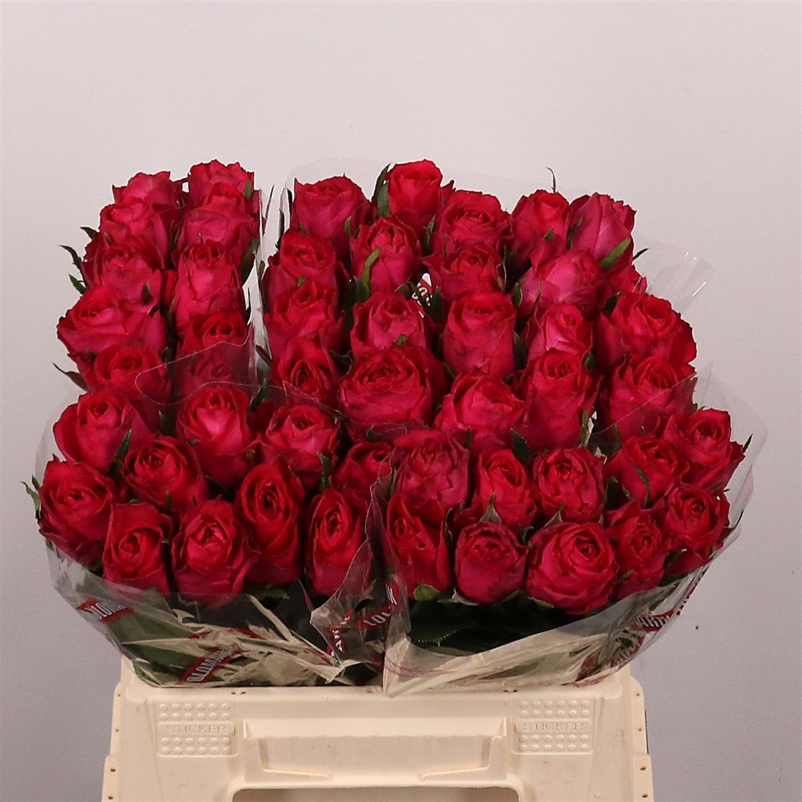 Rosa Madam Cerise 40cm