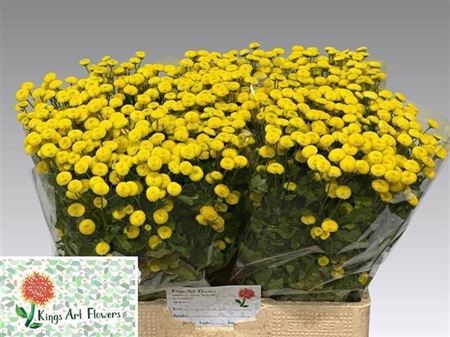 Tanacetum Amazone 55cm
