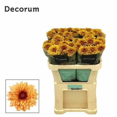 Chrysanth Single Pip Sunny 70cm 95gr.