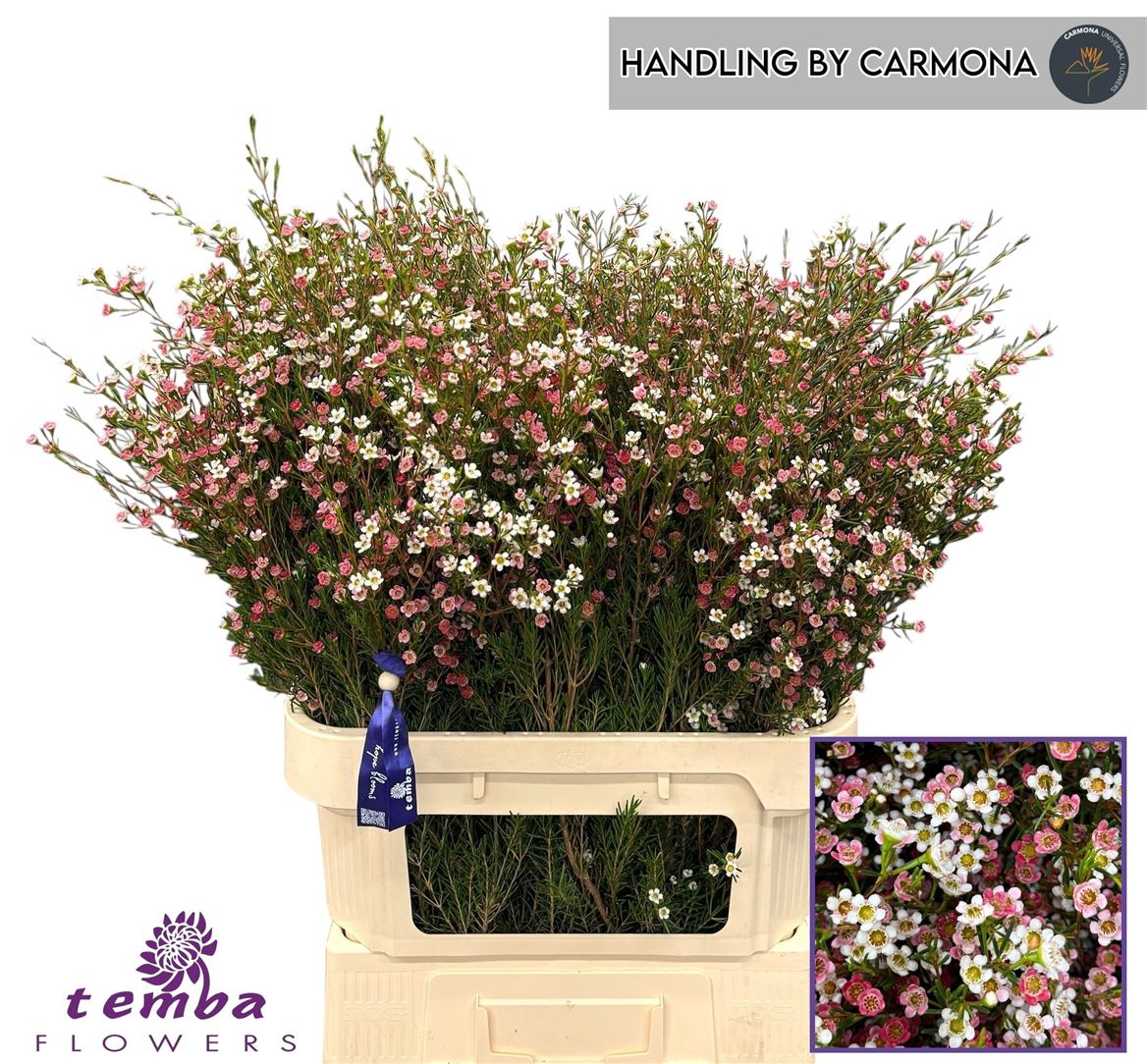 Chamelaucium My Sweet Sixteen 80cm 100gr.