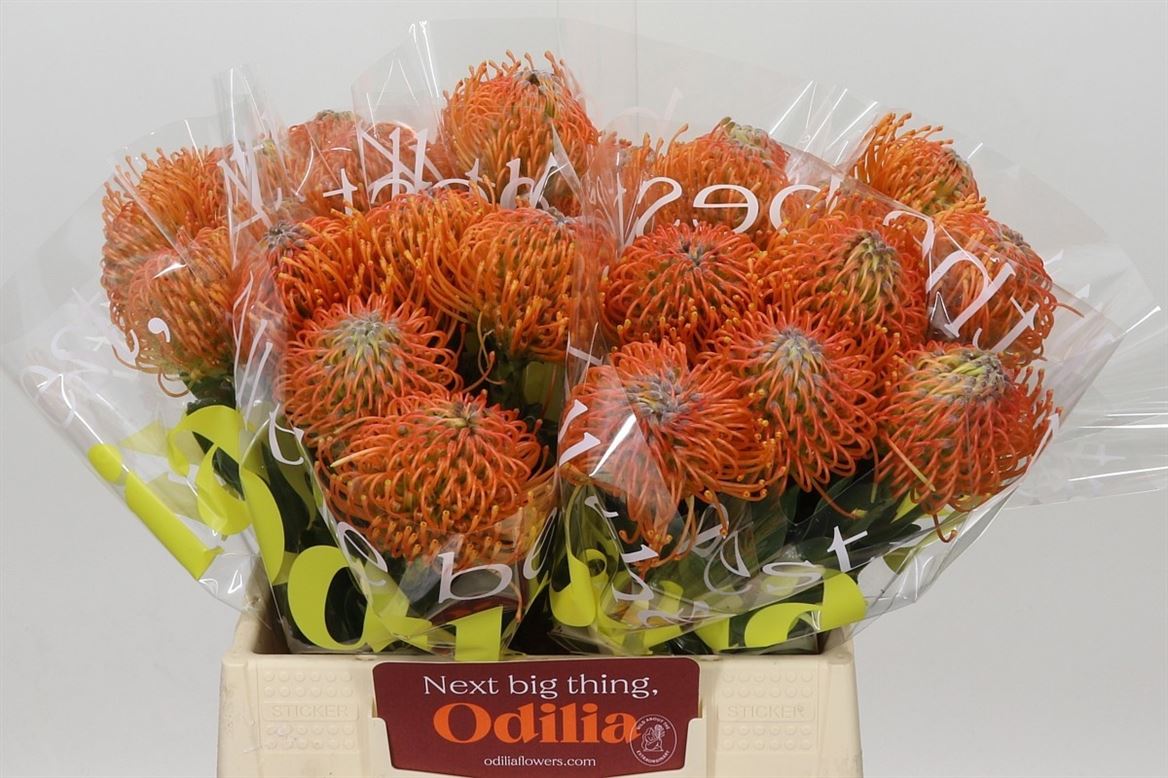 Leucospermum Ayoba Orange 35cm