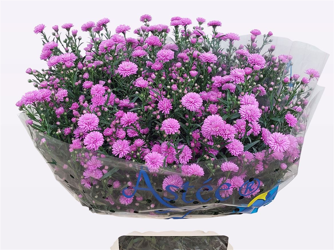 Aster Astee Karmijn 85cm 45gr.