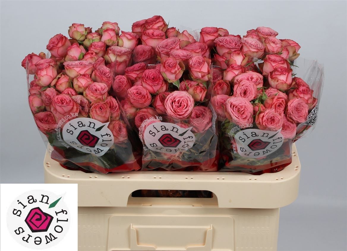 Rosa Spray Hawi 60cm 6+