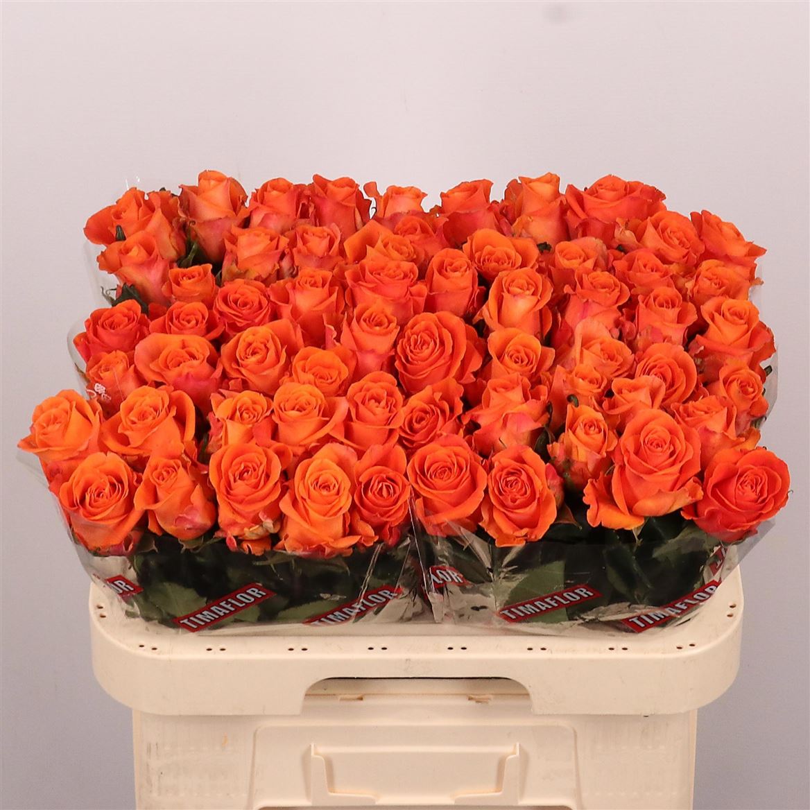 Rosa On Fire 60cm
