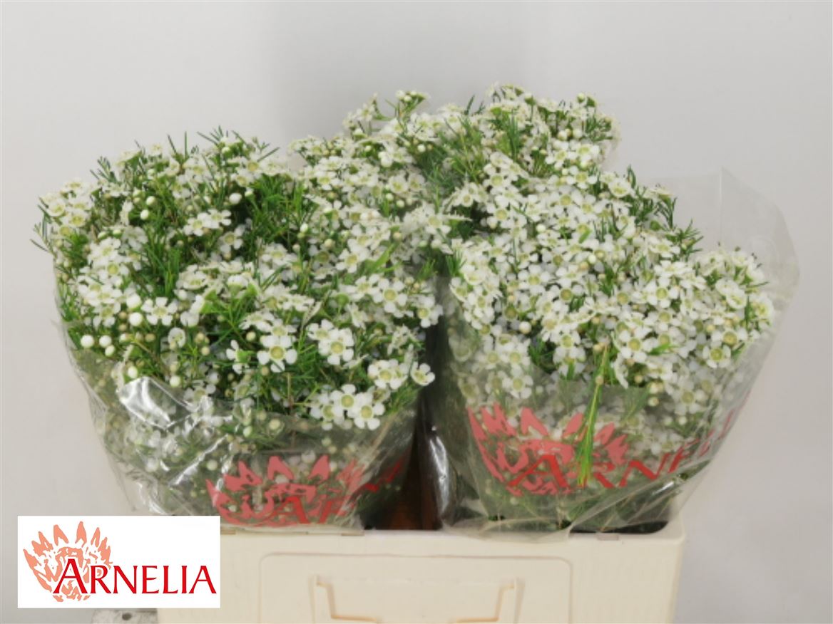 Chamelaucium Ofir 55cm 25gr.