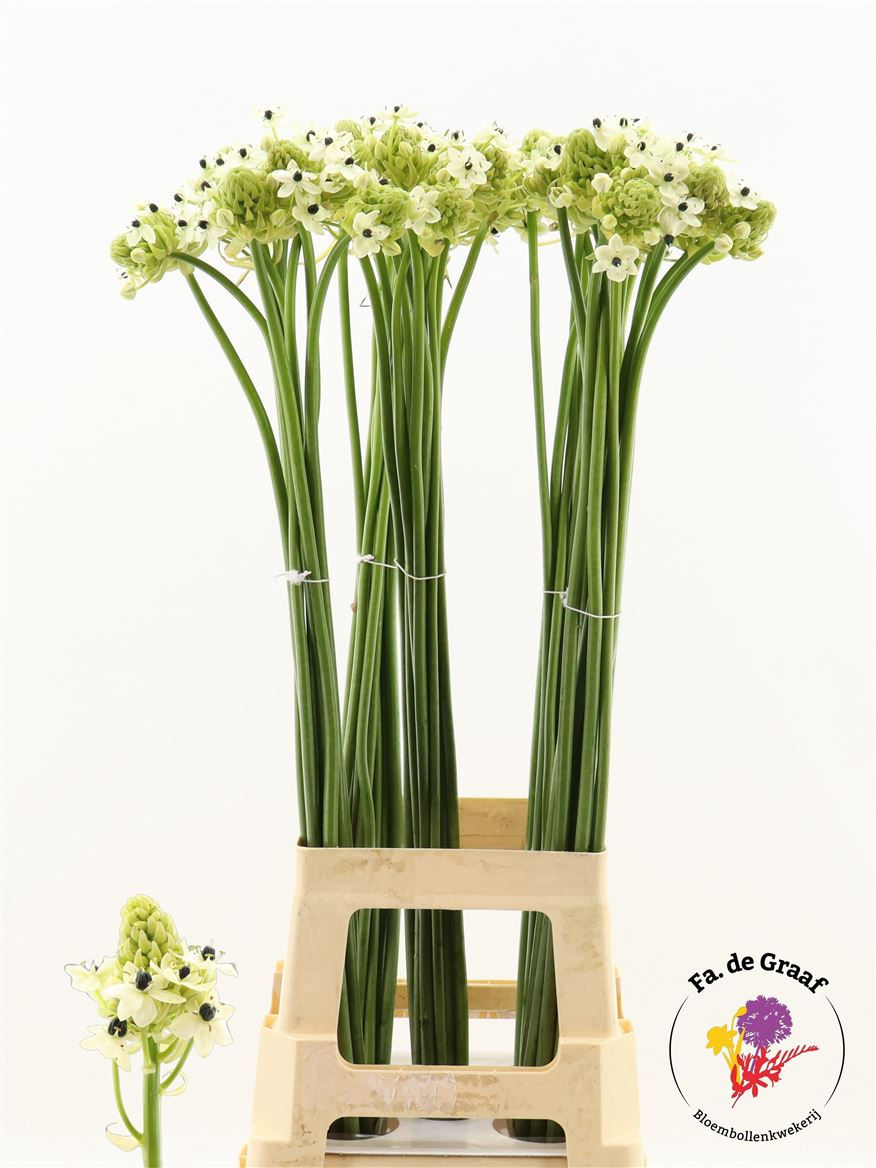Ornithogalum Saundersiae 90cm