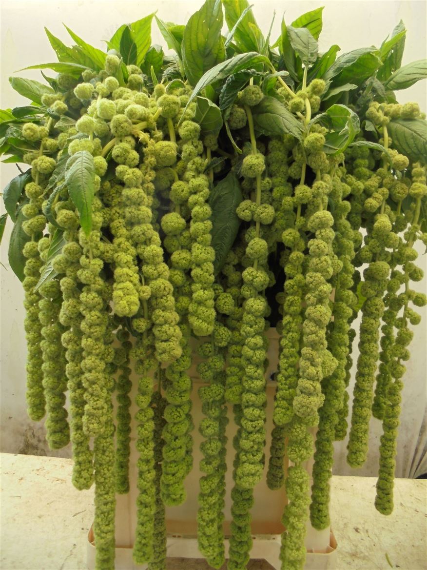 Amaranthus Caudatus Cycloop 75cm