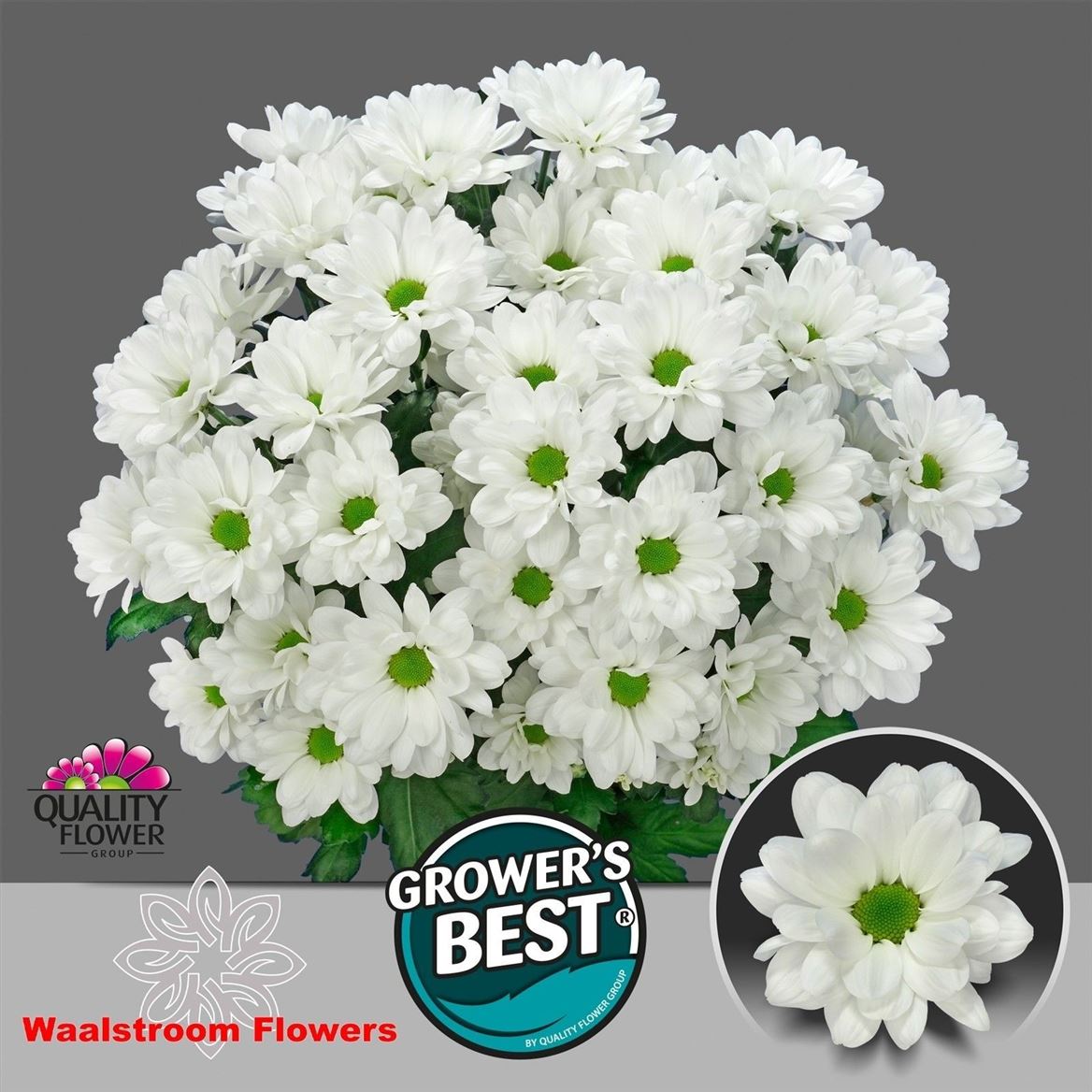 Chrysanth Spray Ilonka 70cm 75gr.