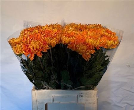Chrysanth Single Astro 65cm 70gr.
